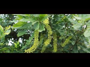 Macadamia Nut Grafting Training Video