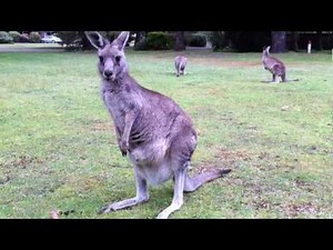 Baby (Joey) Kangaroo sticks head out of mums pouch