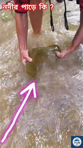 Large turtle on the river bank | Turtle Catch & Release #fishing #turtle #shortvideo #find #work