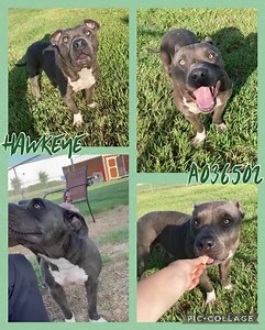 41 reactions · 20 shares | Hawkeye is ready to shoot a bolt of love...