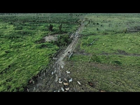 US lawmakers urge EU not to water down deforestation law ahead of review