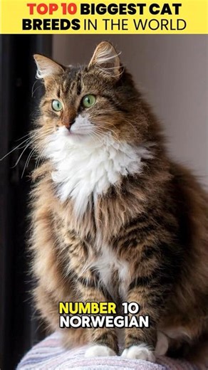 Top 10 - 6 Biggest Cat Breeds in the World! 🐱 (Part 1)