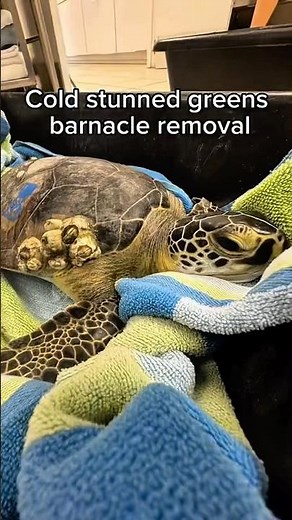 Green Sea Turtles’ Barnacle Removal | Part 1 🐢