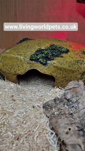 Albino Chinese Beauty Snakes, het Calico