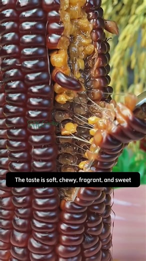 Black Hopi Corn Seeds | Terra Nursery