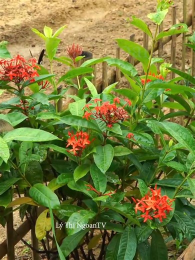 go get green vegetables to sell - garden, cook rice, eggs | Paula si