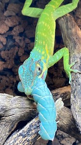 Hand feeding my male juvenile blue beauty anole (Anolis equestris potior) a hornworm caterpillar. This guy is growing up so fast! Soon there won’t be a lot of green coloration left on him as all that blue will takeover his whole body! I’ve been working on feeding and a bit of handling with him and my female since I received them back in the summer and have slowly conditioned them to become tolerant of hand feeding and not shying away from my presence despite the timid and more defensive nature o