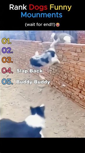 Rank Dogs Funny Mounments 16🐕😂 #cutedogs #funny #dogmemes #animals #funnydogs #duet #memes #pets