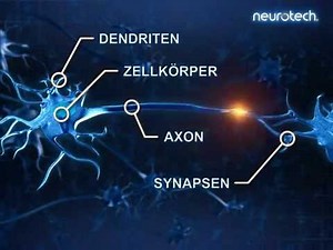 Grundlagen 2: Neurone (neurotech)