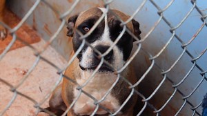 151K views · 624 reactions | After a car accident left Mark Imhof in a coma for a month, he found a passion for helping rescue dogs find homes by giving them makeovers. Grooming can be the difference between a rescue dog finding a home within hours, or never getting adopted at all. #Rescue #Dogs #AnimalCare – 400 Dogs Saved with a Makeover by NYC Groomer | OhMore Story | Facebook