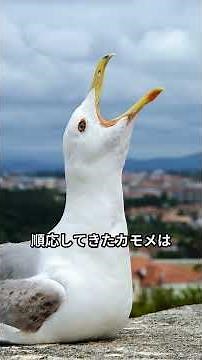 カモメとウミネコ #ゆっくり解説 #雑学 #カモメとウミネコの違い