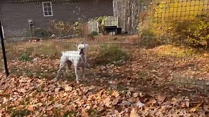 2.6K reactions · 42 shares | Video tour of a 6ft tall Nonelectric dog fence. Before you spend thousands on training, consider how easy it is to train with a fenced yard! | PetPlaygrounds | Facebook