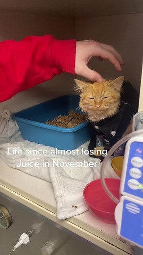 Juice the Orange Cat: Battling Anemia and Living Life to the Fullest