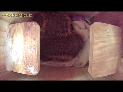 Adventures with Carvers & his friend 👀🐿️ Major Snow/Ice storm.(day 1/24/26 video 7)