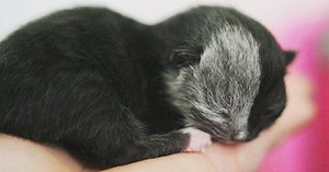 Kitten Born With Two Faces Has Grown Into The Most Beautiful Cat You’ll Ever See