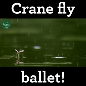 59K views · 1.1K reactions | A truly magical and majestic moment... The crane fly ballet!  #Springwatch | BBC Springwatch | Facebook