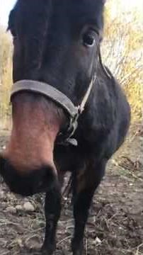 Le cri du Mulet _Communication animale_Bienvenue chez les Mulets