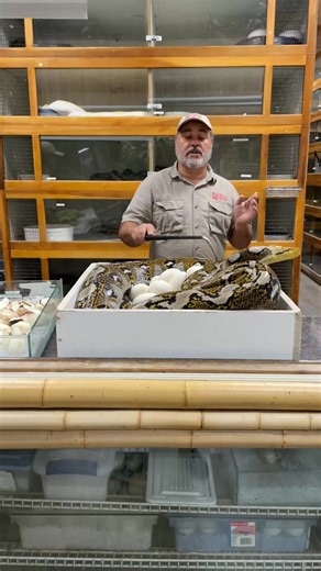 DODGING ANGRY PYTHON STRIKES😅 This girl got close but luckily I’ve be..._fix_003 | Katie Goins