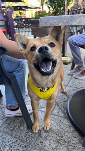 June LOVES @renotahoe and is available for ADOPTION 🤩🐶💕 She visited some dog-friendly places down by the @renoriverwalkdistrict and met a bunch of new friends! Here’s where we went this morning ⬇️ 🐶 Grabbed an ice coffee at @hubcoffeeroasters 🐶 Walked along Riverside Drive 🐶 Watched the ducks in the Truckee River 🐶 Checked out the new mural at the @cityofreno McKinley Arts and Culture Building 🐶 Had lunch at @wildrivergrillereno 🐶 Said hi to some friends enjoying @theeddyreno Thanks to 