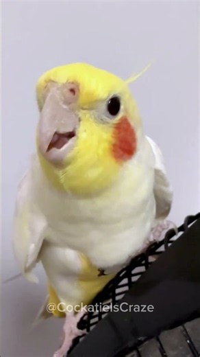 Jerry the Cockatiel Singing Masterclass: Teach Your Bird to Sing Like a Pro