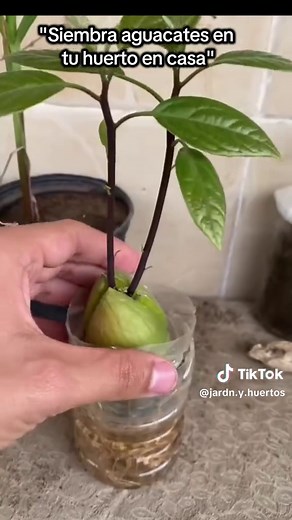 Siembra tu aguacate en casa: paso a paso