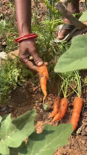 Harvested fresh carrots from my garden#homestead #vegetables #garden #villagelife #gardenshorts