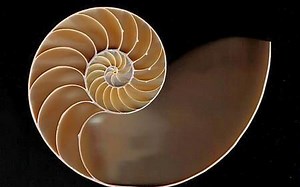 Python黄金分割，含金量是足足的