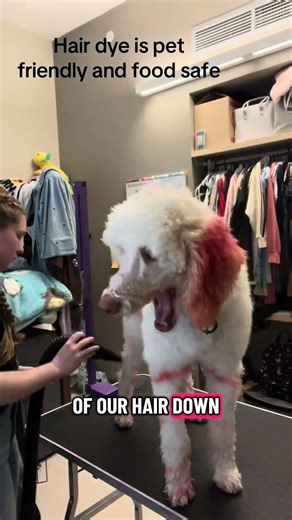 Why do I color my service dogs hair?￼ #servicedog #doghairdye #servicedoglife