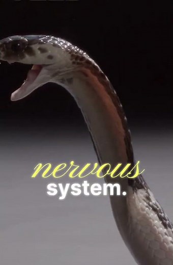 Chemistry of Venoms — How Snake Venom Works Different types of venom: hemotoxic, neurotoxic, etc