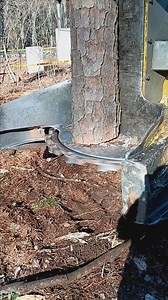 Tree feeling | Benjamin Matdermongel