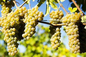 Viognier — A Guide to the Basics