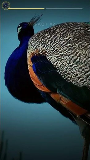 A Peacock's Colors Aren't Even Real Pigment 🦚