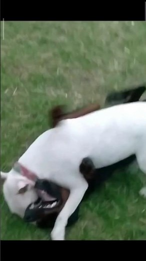 Doberman vs Bull Terrier: Which is the Most Powerful?