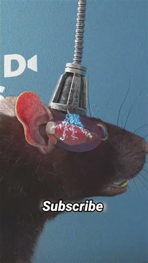 क्या आपने कभी सोचा है कि दो जानवरों का दिमाग आपस में जुड़ सकता है? 🧠🐀