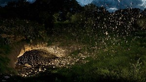 To the Bat Cave!: Hill Country's Bracken Cave Preserve hosts world's largest 'bat flight'