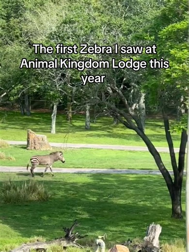 The first Zebra I saw at Animal Kingdom Lodge this year #disneyzebra #disneyanimals #disneyanimalkingdomlodge #animalkingdomlodge #disneyresorts