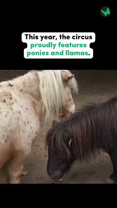 1.6K views · 168 reactions | The Reutlinger Weihnachtscircus in Germany is a winter circus that has put animal shows at the center of its performances. We must not allow it to hold any other animals captive and force them to perform for human entertainment! ➡️ https://fal.cn/3uuYo | Care2 | Facebook