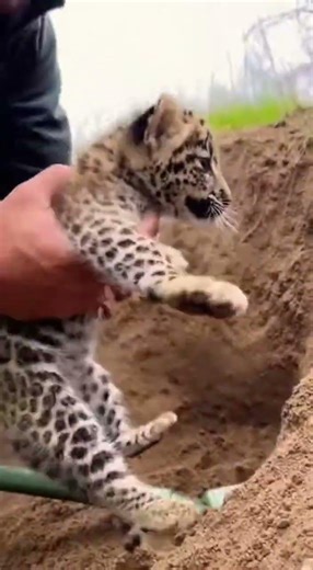 Funny Moment When a Rescued Cub Decides to Bolt Instead of Staying for Cuddles