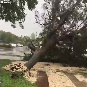 62K views · 868 reactions | Video shows heavy trees falling down...