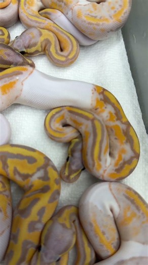 Coral Glow and CG Mahogany Pieds! #ballpythonmorphs #piedballpython #royalconstrictordesigns