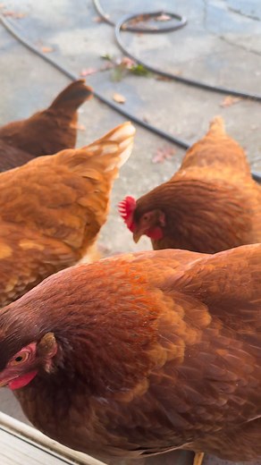  Teaching my chickens to come when called ✨ It’s all about trust, treats, and routine — they’re smarter than people think! #BackyardChickens #HomesteadLife #FarmTok #FarmLife #ChickenTraining #ChickenLovers #PetChickens #CountryLiving #FYP #FacebookReels #ViralReel #RuralLife #FarmVibes #AnimalTraining #FarmTips #CuteAnimals #HappyChickens #FarmGoals #ReelItFeelIt #TrendingNow | Greg Kennedy | Facebook