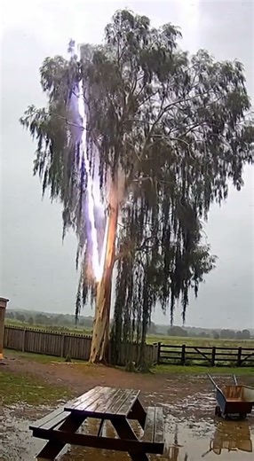 Lightning Strike Hits Tree! ⚡🌲 Caught On Camera#LightningStrike #CaughtOnCamera #TreeStrike