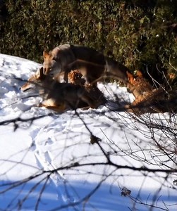 What Looks Brutal For Humans is Just a Play For Eastern Coyote 😦 😮 🐺 🐺