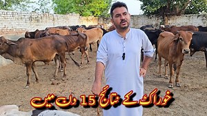 63K views · 2.8K reactions | Slaughtering Project k animals 殺 | Cattle Care Farm | Facebook