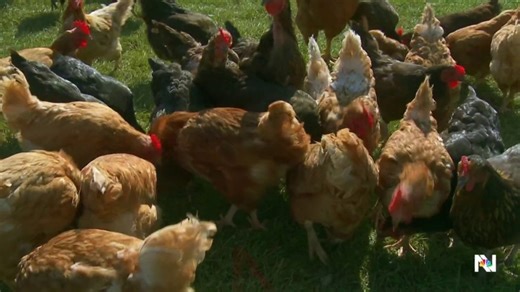 CDC reports first severe case of bird flu in U.S.