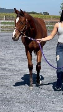 2025 AQHA APHA Bay filly by EOTE