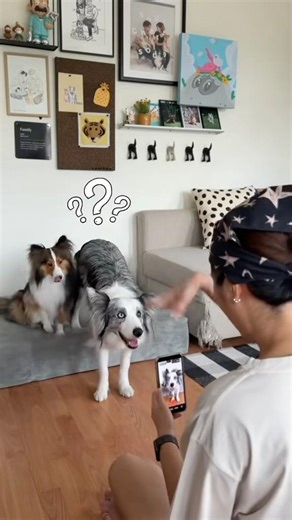 My dog ​​won't look at the camera, what should I do? 😫