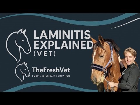 Laminitis: The Complete Vet Guide (clinical signs, management and treatment)