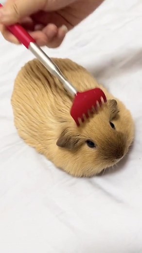 Funny Guinea Pig Moments That Will Make You Smile
