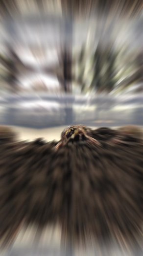 ExoReptiles Malaysia on TikTok